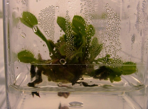 Venus flytrap in tissue culture